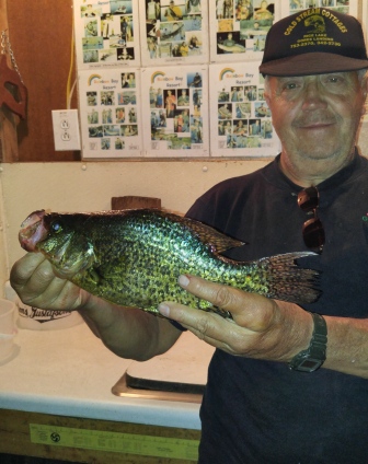 Rich C. with a 14 inch crappie from a nearby lake, September, 2015.