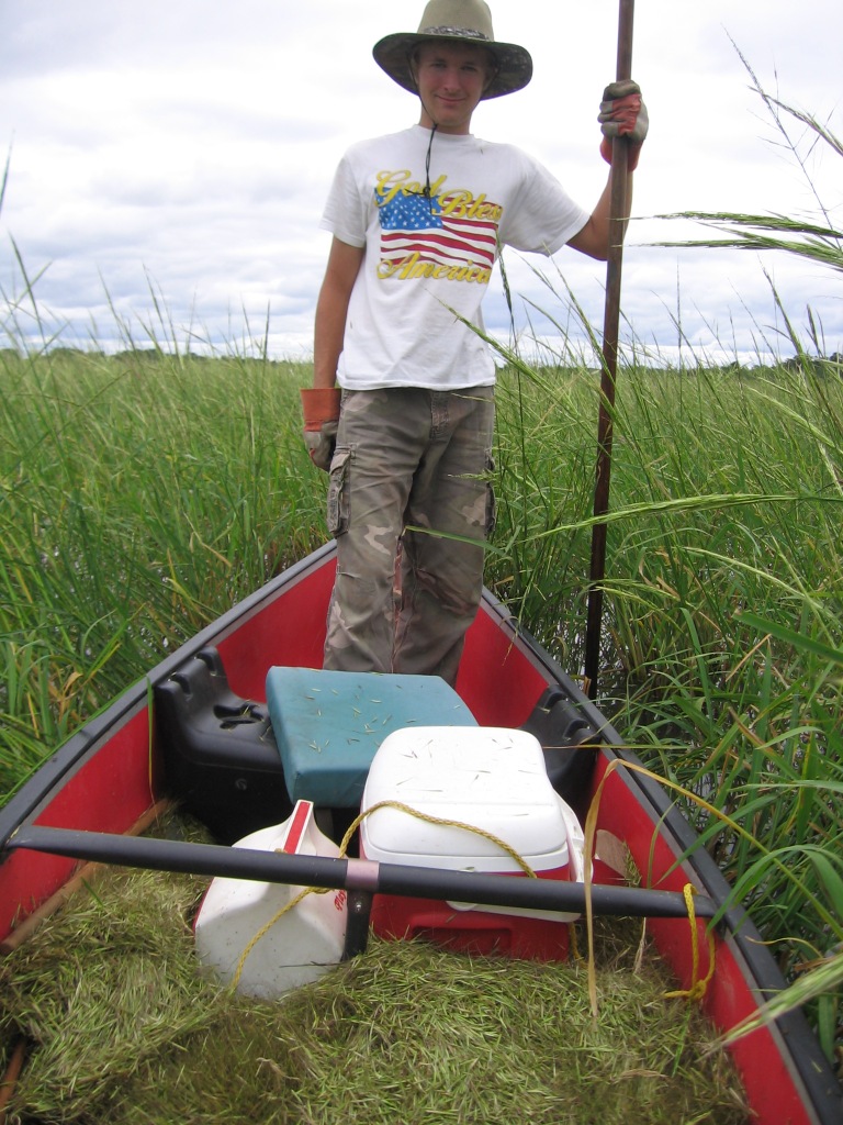 Ben and I harvested some excellent wild rice, September 1, 2013.