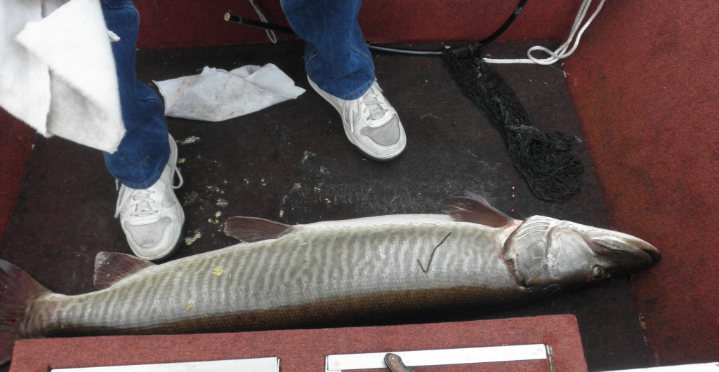 This 52 inch musky was caught on Benoit Lake on June 8, 2011. Dave Broertjes established a new resort record with this fish. His wife, Carolyn, netted the fish.