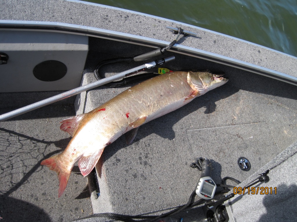Dave R. caught and released this 47-inch musky on an area lake. He was fishing with a bass spinnerbait when he caught the fish. Good job Dave!
