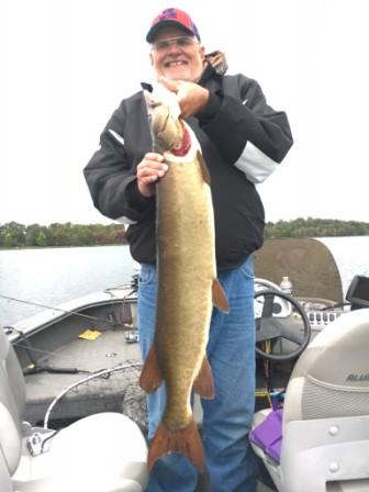 Dave R. caught and released this handsome 43 inch musky in Benoit Lake, September, 2016.