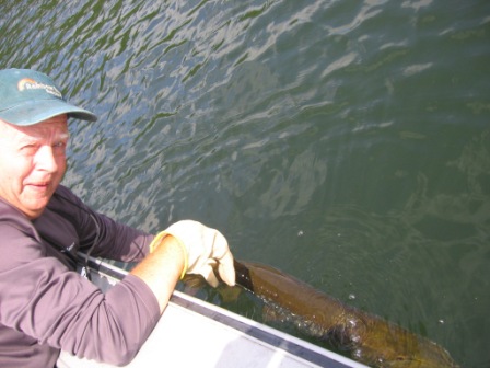 Dennis R. releasing a 36 inch musky.  Good job!  July, 2015