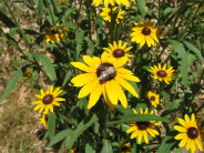 Black-eyed Susans do well in our restored prairie plots.  They bloom in late-June and July.