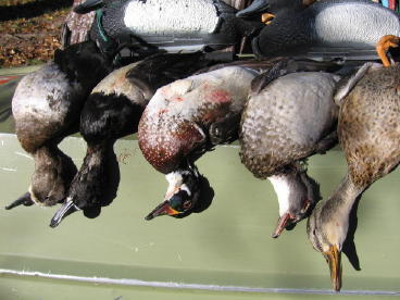 I had a good morning, taking these ringnecks, woodies, and mallard on a nearby lake.