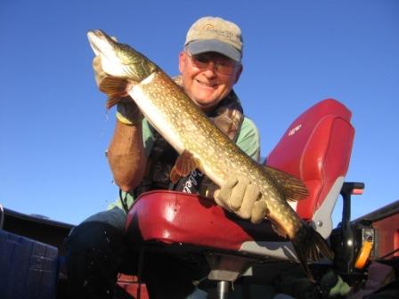I caught and released this pike in Benoit Lake in October, 2016.  The fish took a safety pin style spinner at the deep weed line.
