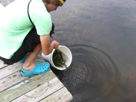 Jake releases some of the 297 muskies that were stocked by the DNR into Benoit Lake, August 2011.