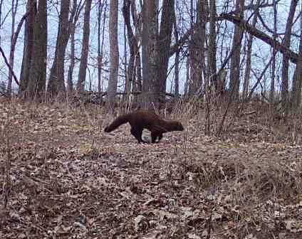 Fisher in Burnett County, Wisconsin woods; March 2024.