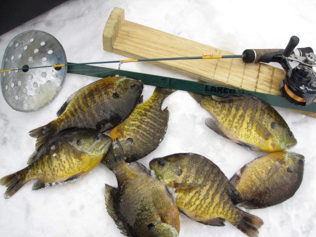 These bluegills were caught on a Burnett County Lake, January, 2021.