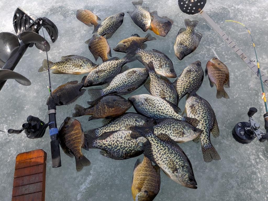 Benoit Lake, Burnett County, Wisconsin, March 2025.  I caught these on small plastic baits in the weeds.
