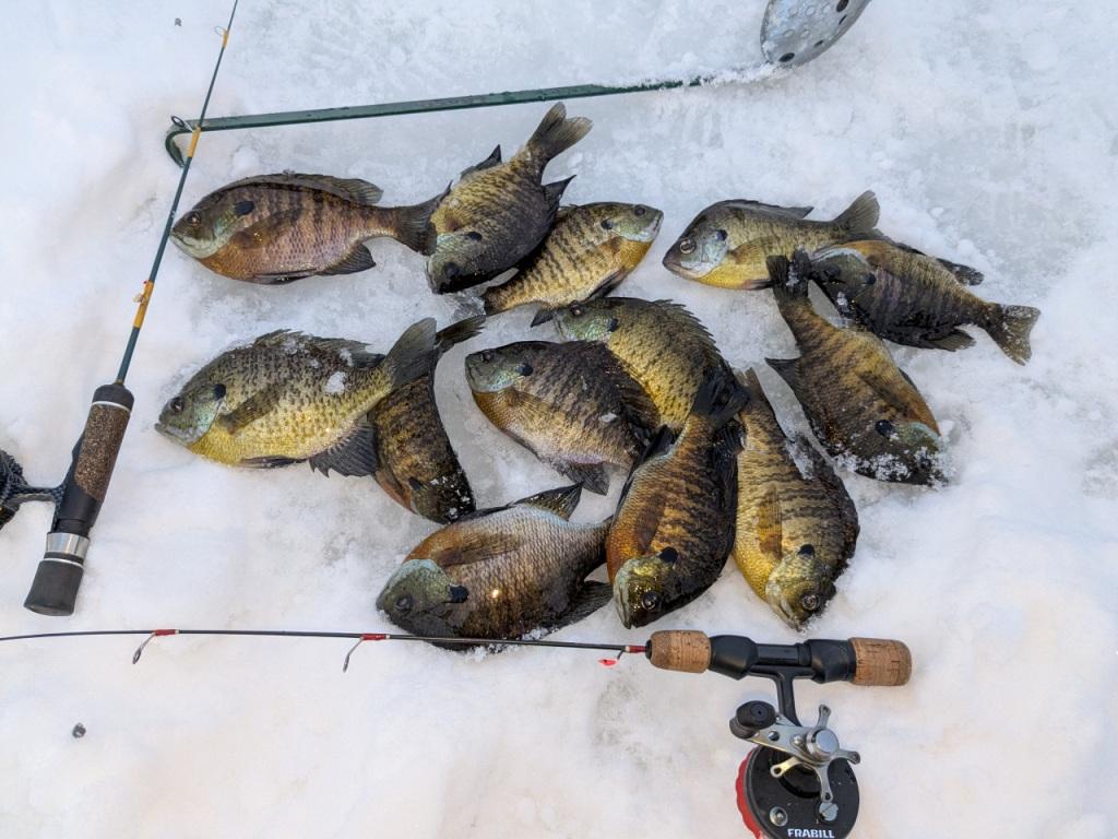 February 5, 2026.  Burnett County, Wisconsin bluegills.