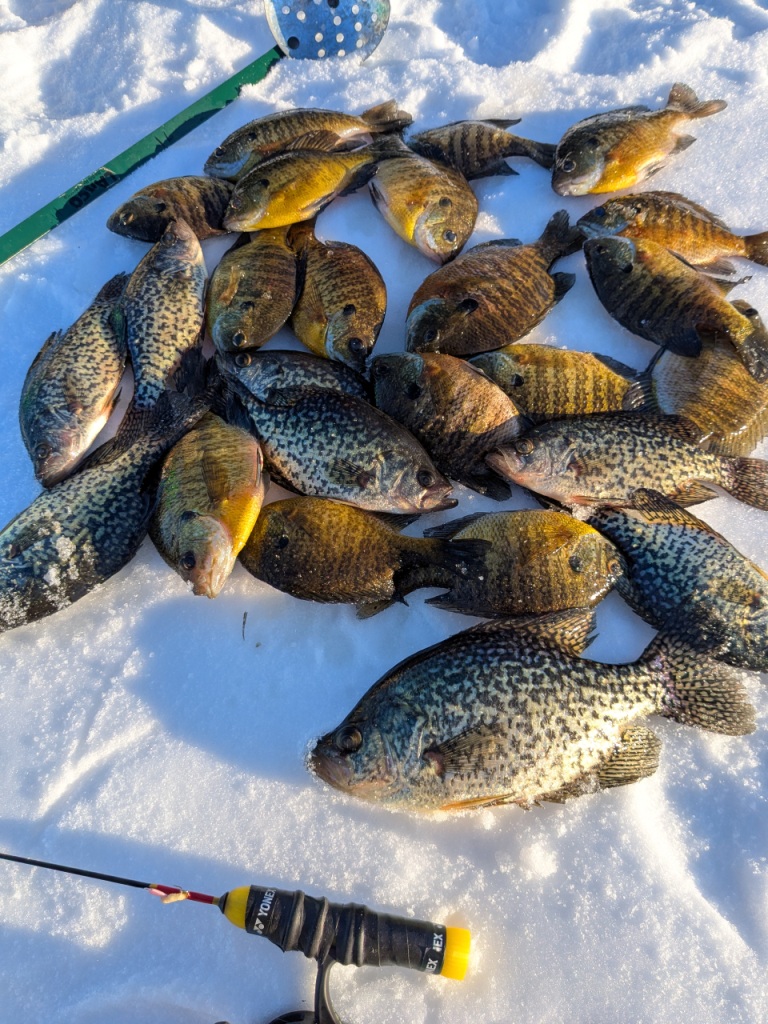 Panfish from a lake in Burnett County, Wisconsin.  Feb. 10, 2026.