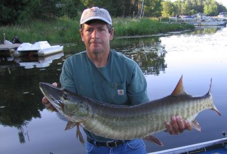 Randy J. caught and released this beautiful musky in our bay in late-August, 2008.  He was using a surface plug.