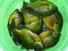 A bucket of bluegills caught on Rice Lake, February 2008.  Photo by Bryan A.