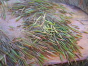 Fresh, or "green," rice before it is parched and cleaned.