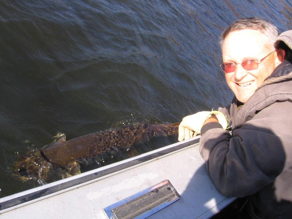 Dave releases a 45.5 inch musky that he caught on Benoit Lake, October 2015.