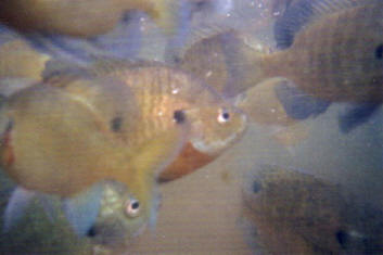 Bluegills near our dock swarm for bread crumbs fed to them, July.