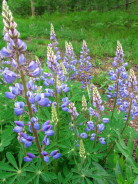 Wild lupine, perhaps my favorite wild flower, grows on our restored prairie plots.  This was near our road, June, 2007.