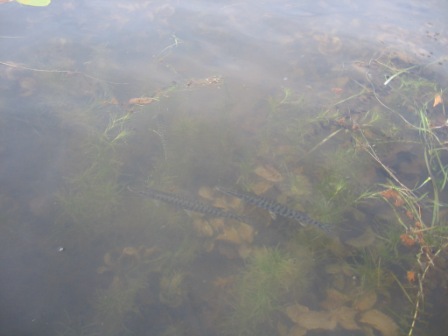 The musky fingerlings were about 10 inches long and a few stayed by the dock for a day or two.