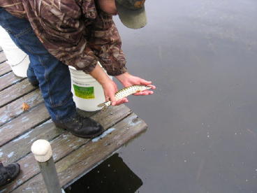 The DNR stocked 149 fingerling muskies into our lake in October, 2007. The lake was also stocked with muskies twice before since 2001.